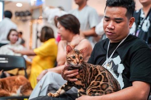 Mèo 500 triệu đồng của Việt Nam tranh giải 'hoa hậu' với hàng trăm đối thủ trên khắp thế giới