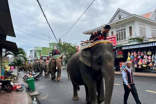 Hình ảnh 7 con voi diễu hành tiễn biệt 'vua voi' Tây Nguyên