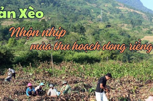 Bản Xèo nhộn nhịp mùa thu hoạch dong riềng