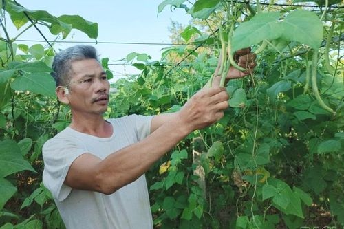 Bảo Thắng gieo trồng trên 800 ha rau màu vụ đông