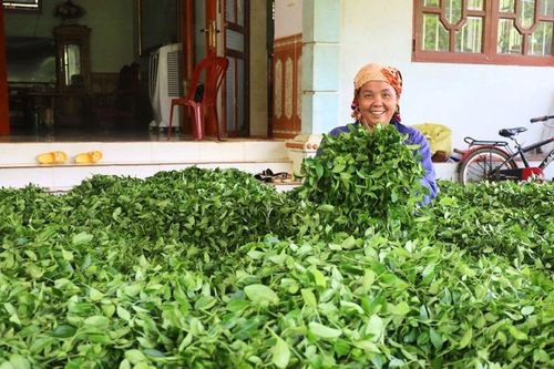 Bảo Yên: Đa dạng hóa sinh kế, phát triển mô hình giảm nghèo