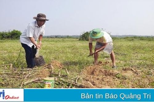 Đào tiên tiến mùa lũ