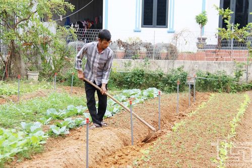 Phú Bình nâng cao giá trị sản xuất vụ đông