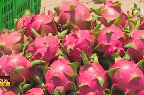 Lần đầu tiên Bình Thuận tổ chức Festival Thanh long
