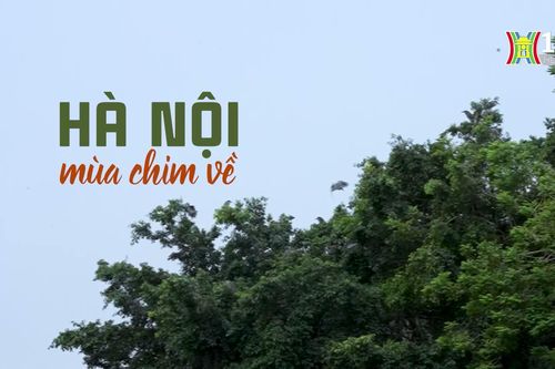 Hà Nội mùa chim về | Cuộc sống thành thị | 02/11/2024