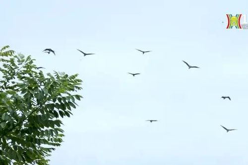 Hà Nội mùa chim về