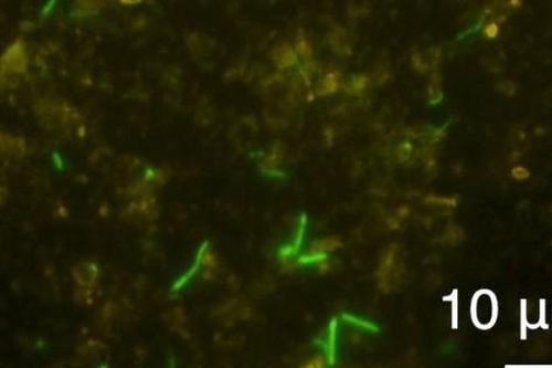 Phát hiện sốc: Đàn sinh vật sống sót sau 2 tỉ năm bị nhốt trong đá