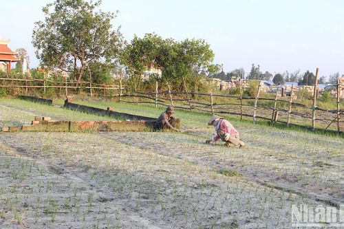 Nông dân vào vụ trồng kiệu Tết