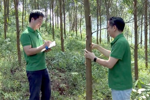 Tuyên Quang nhân rộng mô hình trồng rừng gỗ lớn