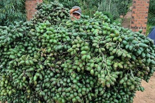 Giá cau tăng cao, giảm mạnh... 'mánh cũ' lừa mãi vẫn thắng