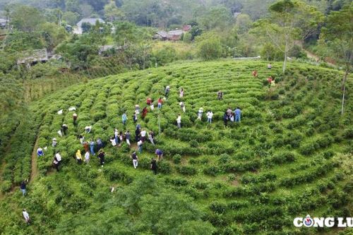 Mê mẩn trước những đồi chè xanh mướt ở 'thủ phủ' trà Thái Nguyên