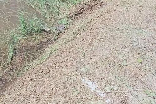 Cà Mau: Người đàn ông đi cắt cỏ bị sét đánh tử vong
