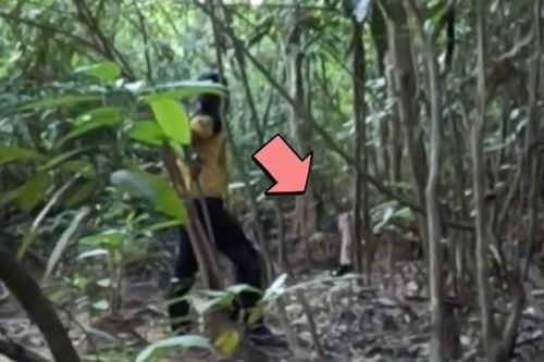 Đang câu cá, 2 người đàn ông chạm trán thứ đáng sợ trong rừng