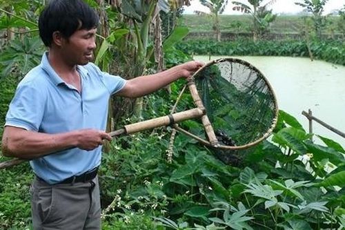 Anh nông dân lãi 400 triệu đồng/năm nhờ 'bẻ lái' nuôi con đặc sản siêu mắn đẻ