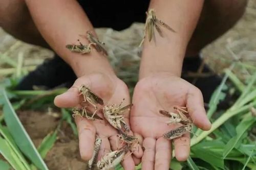 Loài từng bị nông dân Việt kỳ thị, nay thành đặc sản siêu dinh dưỡng đắt đỏ