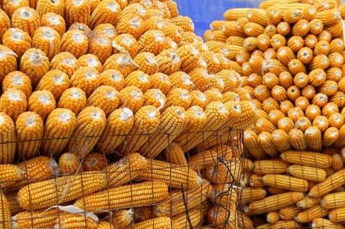Argentina mở rộng diện tích trồng ngô