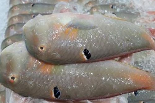 Loại cá xưa đầy ít ai biết, giờ thành đặc sản được săn lùng vì ngon, 180.000 đồng/kg