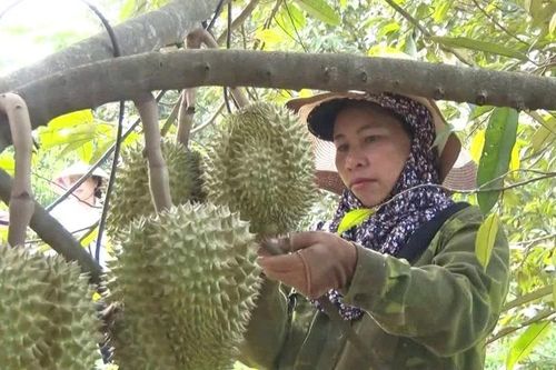 Nông dân Đức Cơ trồng sầu riêng theo hướng VietGAP