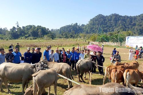 Gần 300 triệu đồng thực hiện các hoạt động an sinh xã hội tại thôn Trung Phìn