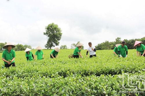 Nông nghiệp Phổ Yên hướng tới sản xuất tập trung, mở rộng liên kết