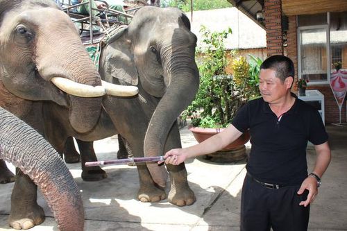 Độc đáo lễ 'cúng sức khỏe' cho voi ở Tây Nguyên