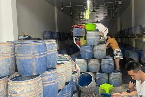 Bất an với giá đỗ 'ngậm' hóa chất