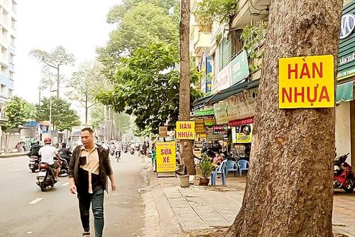 Ứng xử văn minh, khoa học hơn với cây xanh