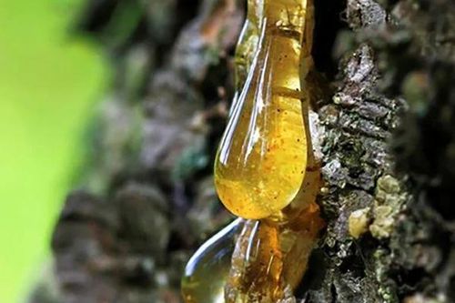 Nhựa cây hóa thạch hàng triệu năm trở thành 'báu vật' được săn lùng