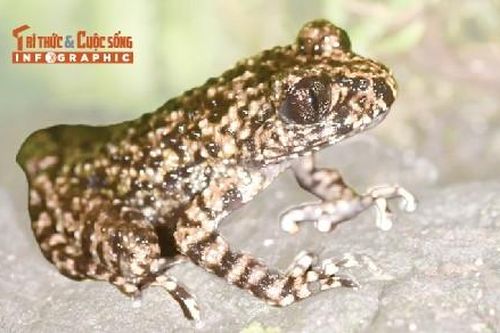 Loài cóc mới phát hiện ở Việt Nam