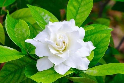 Top 20 loài hoa thơm nhất thế giới: Số 1 Việt Nam rất nhiều
