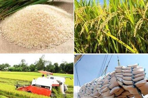 Xuất khẩu gạo 2024 khả năng đạt kỷ lục mới