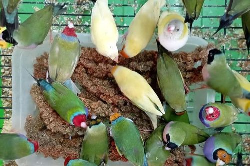 Hành động cấp bách bảo vệ động vật hoang dã trước nguy cơ tuyệt chủng