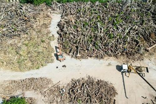 Hà Nội đấu giá lô gỗ từ cây gãy đổ sau bão số 3, giá khởi điểm hơn 342 triệu đồng