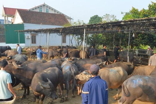 Làng buôn trâu, bò xuyên quốc gia ở Nghệ An