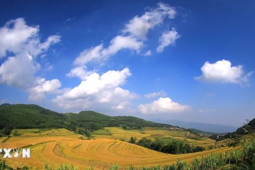 Hòa Bình: Mùa lúa chín trên những thửa ruộng bậc thang Miền Đồi