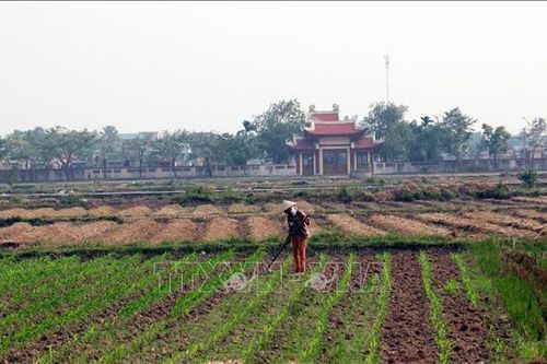 Lấy vụ Đông 'bù' vụ Mùa