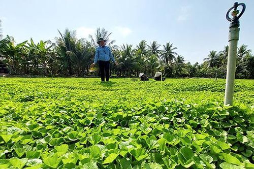 Ông nông dân lãi 1 tỷ đồng nhờ 'bẻ lái' trồng thứ rau dại xưa chỉ cho trâu bò ăn