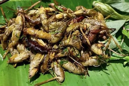 Loài 'ăn hại' từng bị nông dân kỳ thị, nay bắt đem bán giá gần 1 triệu đồng/kg