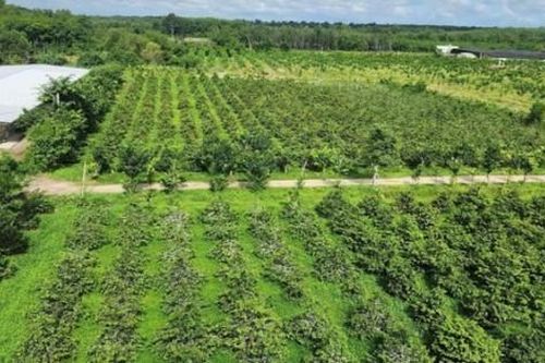 Vườn Lan Tấn Sơn – Nơi lưu giữ sắc hoa lan cùng niềm đam mê nông nghiệp tại Bình Dương