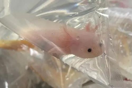 Phát tài nhờ nuôi 'khủng long' tí hon, giá chỉ vài chục nghìn/con mà 'cháy hàng'