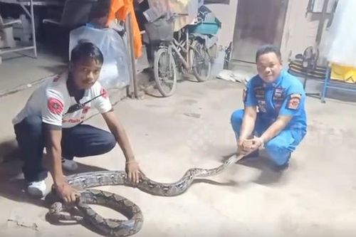 Bắt sống trăn khổng lồ dài gần 5 mét nuốt chửng mèo của nhà dân