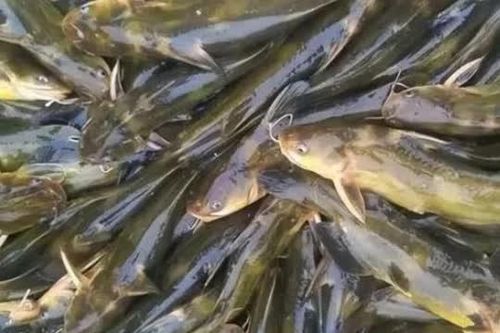 Loại cá nhìn giống cá trê, sống chui rúc ở các khe đá, là đặc sản cực hiếm ở Việt Nam, muốn ăn phải đặt trước nửa năm mới có