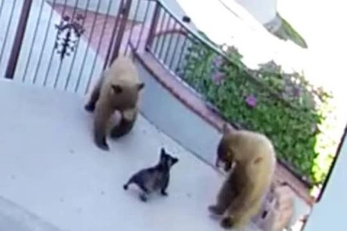 CLIP: Chú chó nhỏ dũng cảm đuổi 2 con gấu chạy 'tháo thân'
