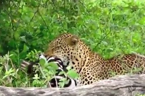 CLIP: Báo hoa mai hạ gục ngựa vằn chớp nhoáng, con mồi không kịp phản kháng