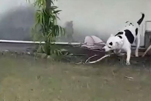 CLIP: Chó pitbull đại chiến với rắn hổ mang, giải cứu những đứa trẻ và cái kết bất ngờ