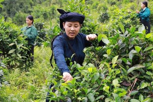 Liên minh Hợp tác xã Việt Nam tiếp tục phối hợp chặt chẽ cùng Hội LHPN Việt Nam triển khai Đề án 01