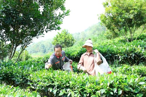 Biến đất cằn thành nơi thu 'vàng'