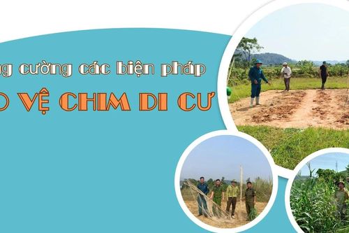 Tăng cường các biện pháp bảo vệ chim di cư