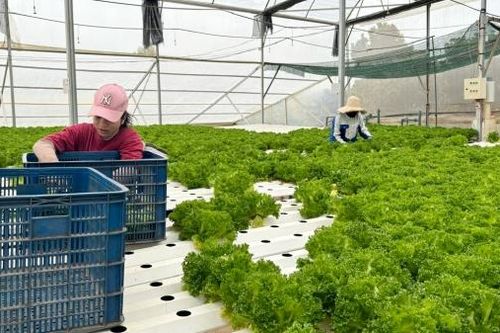 Meli Green Farm: Thương hiệu OCOP từ một hợp tác xã