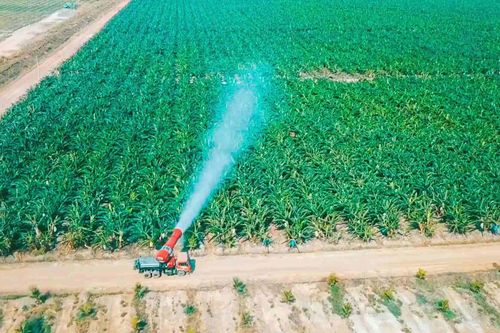 HAGL Agrico (HNG) chìm sâu trong thua lỗ, hàng nghìn ha chuối, cao su không thể thu hoạch